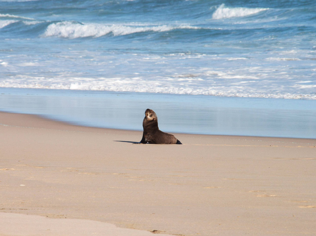 Kleinmond Beach景点图片