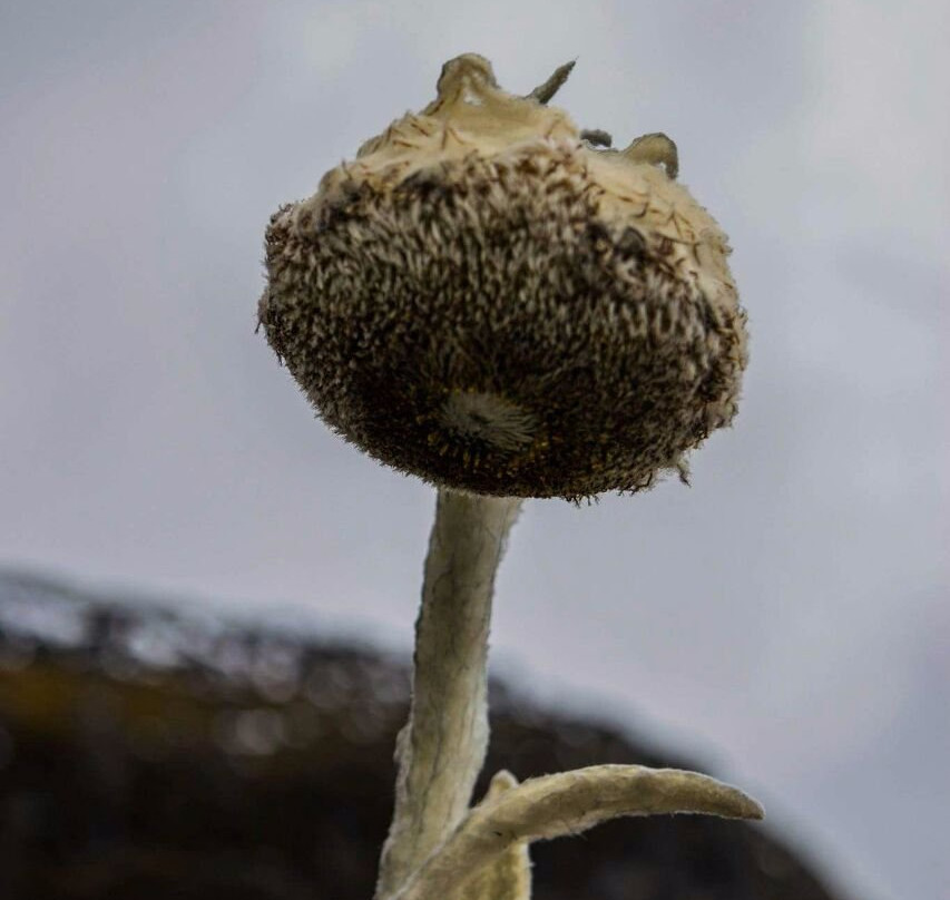 Turismo Gaia.-佩雷拉必去景点