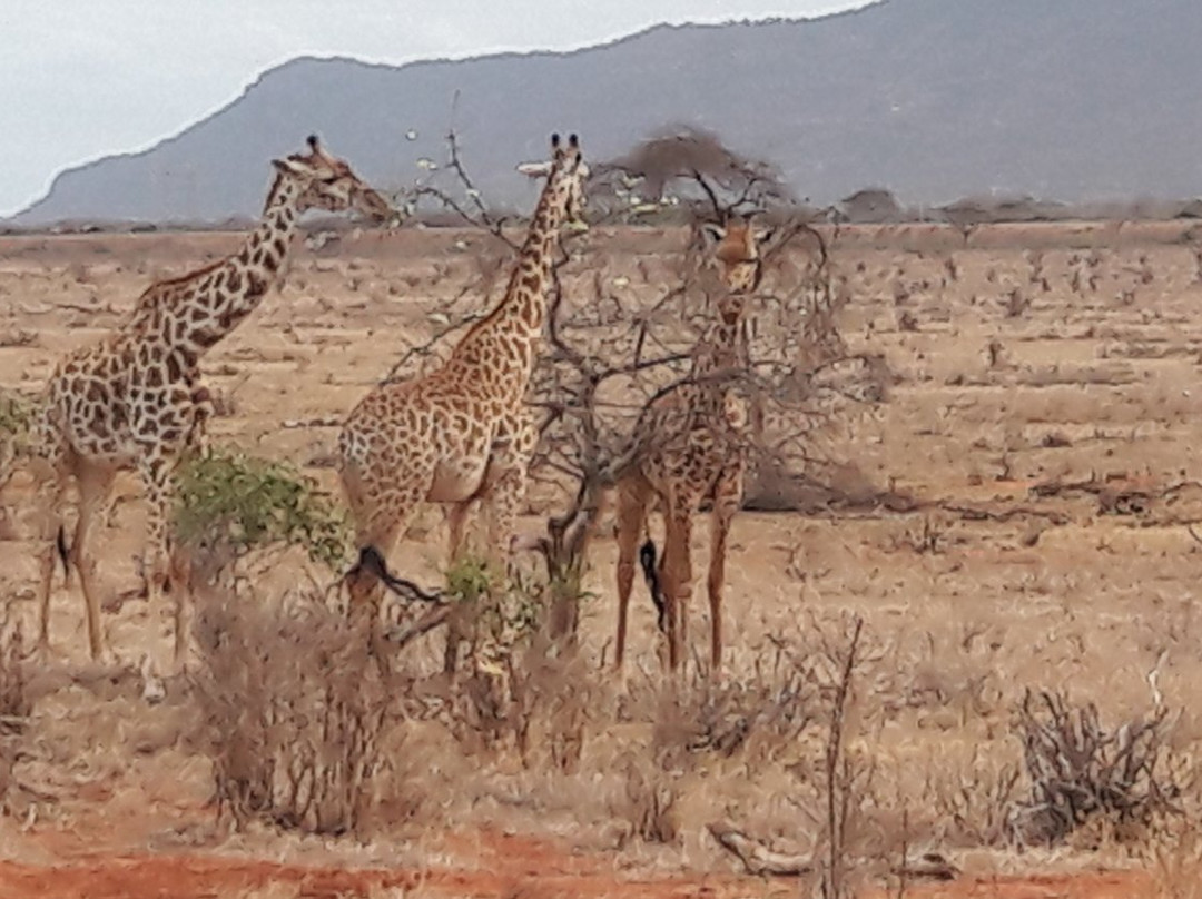 Sognando il Kenya-马林地必去景点