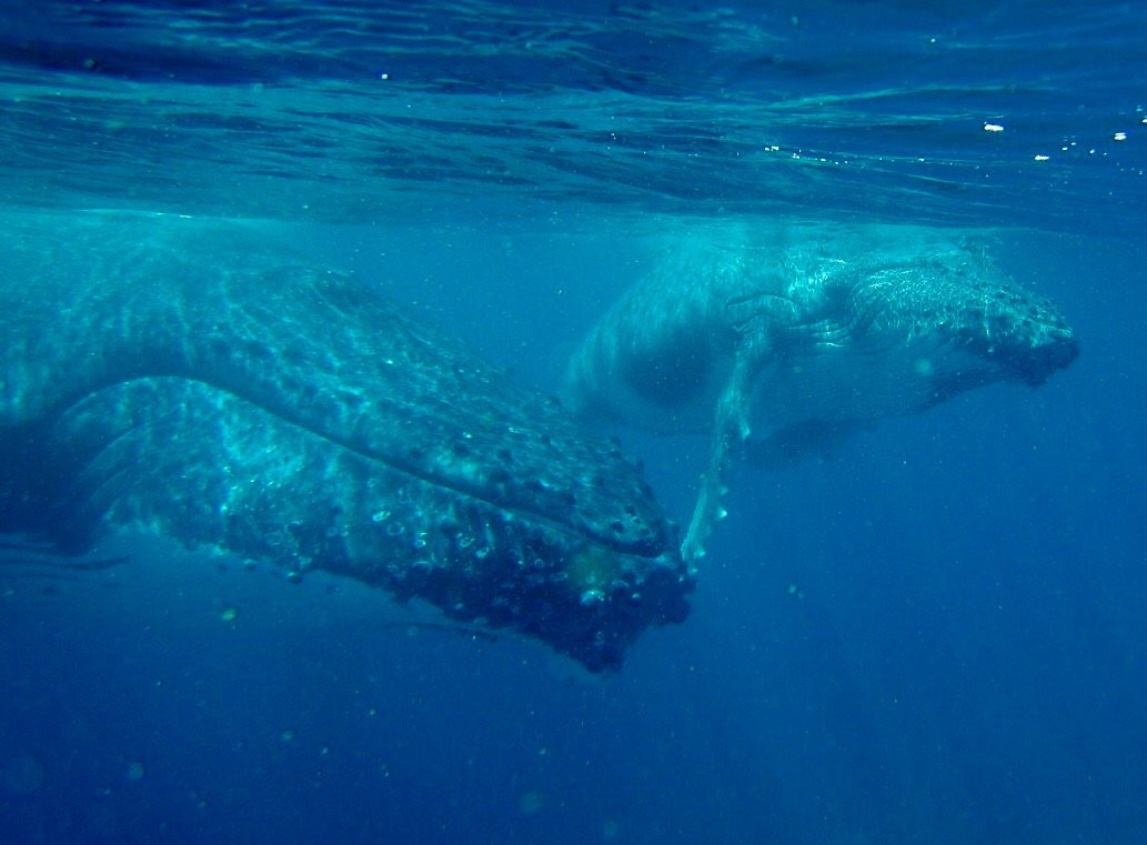 Swimming with Whales at Sandy Beach Resort-Foa Island必去景点