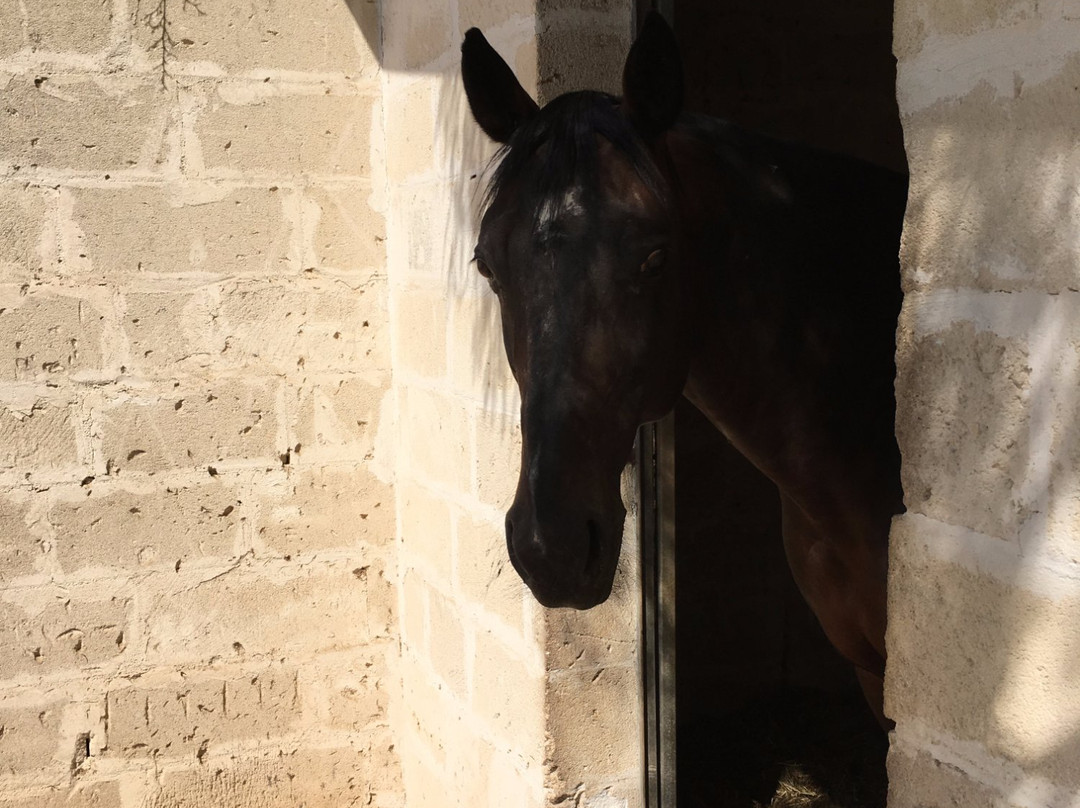 Azienda Agricola - Caseificio Puzze Matine-Giuggianello必去景点