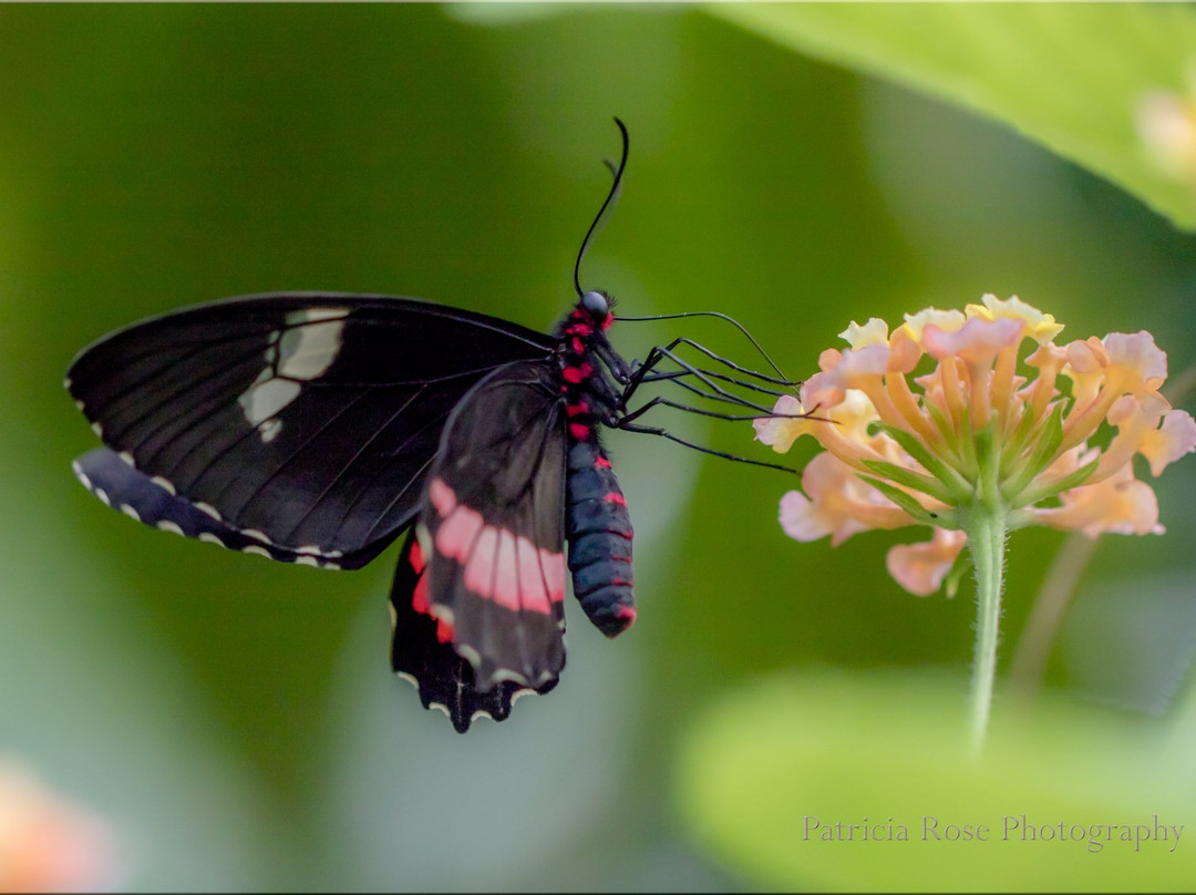 Butterfly World Coombs景点图片