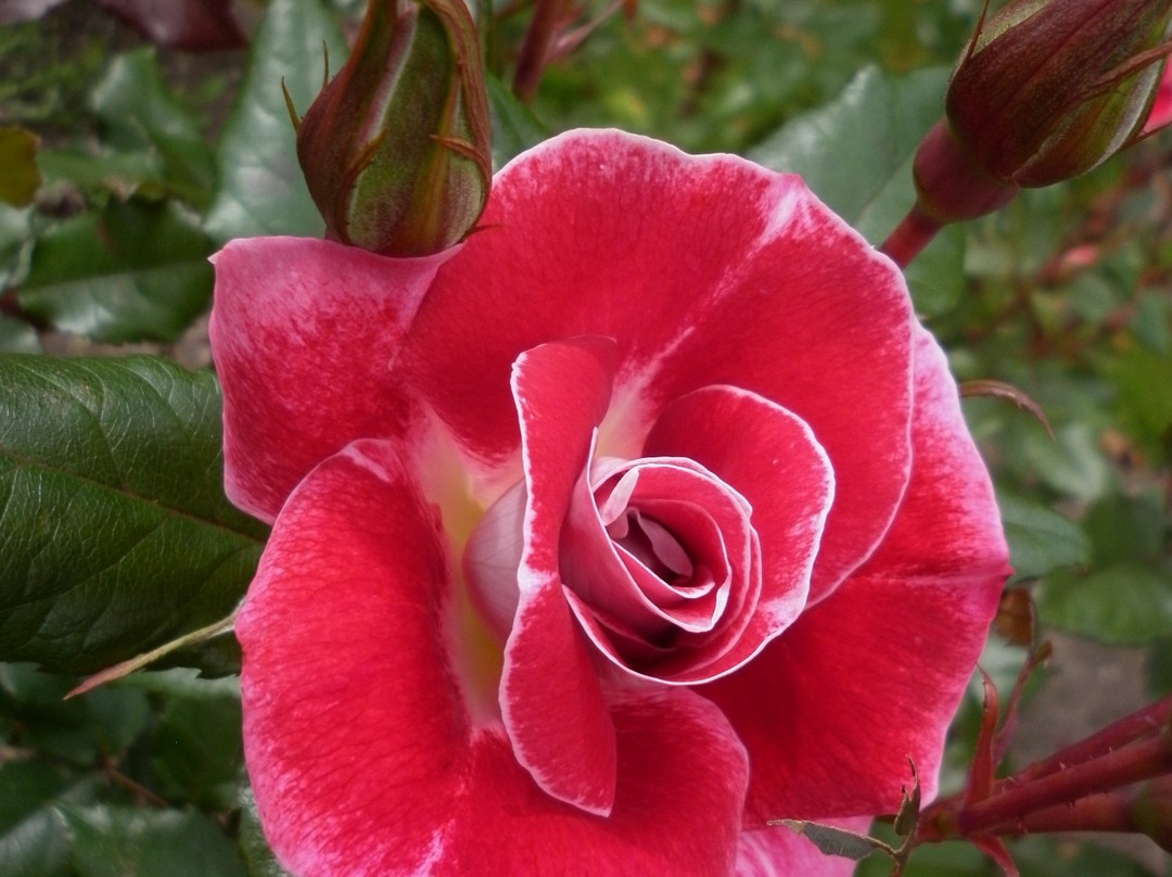 Joan Williamson Rose Garden景点图片