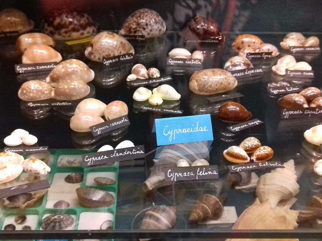 Le Musee d'Histoire Naturelle et d'Ethnographie-科尔马必去景点