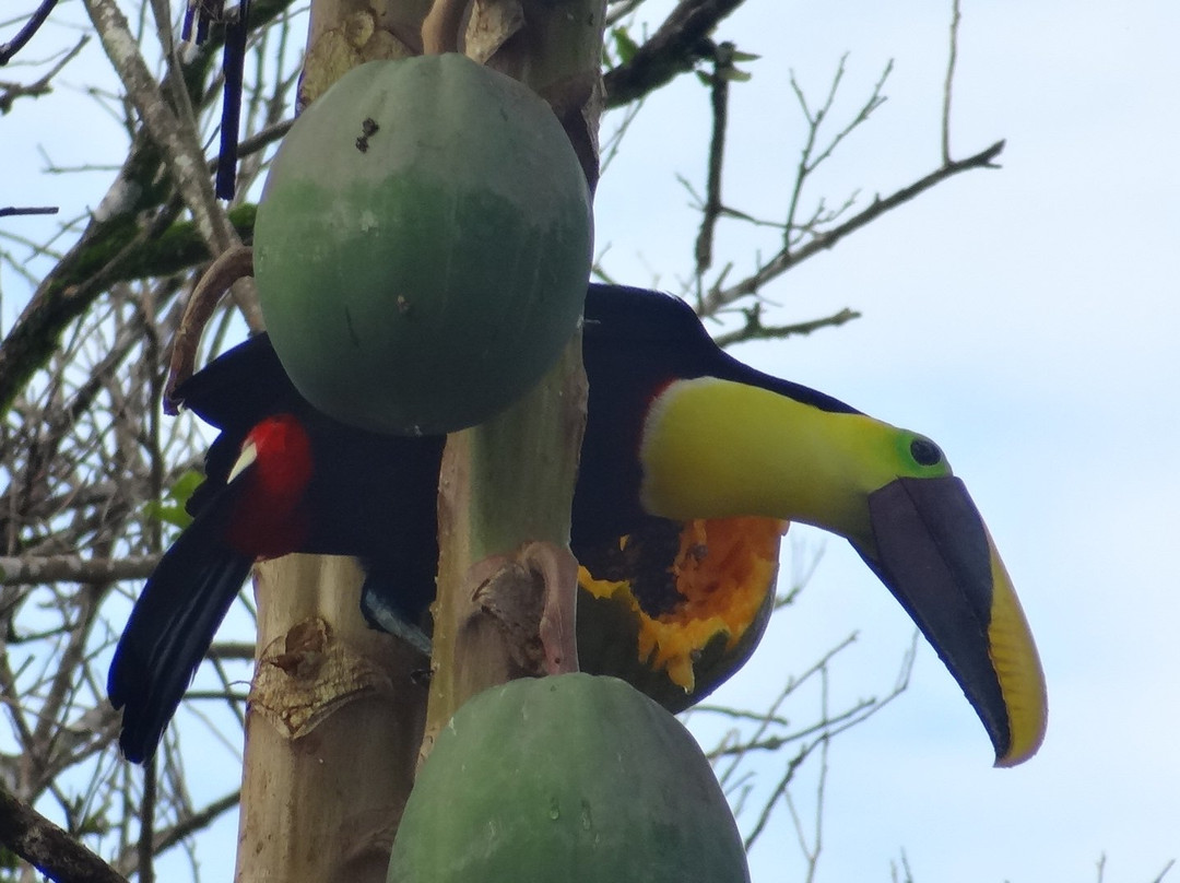 Casa Celeste Del Golfo Dulce主图