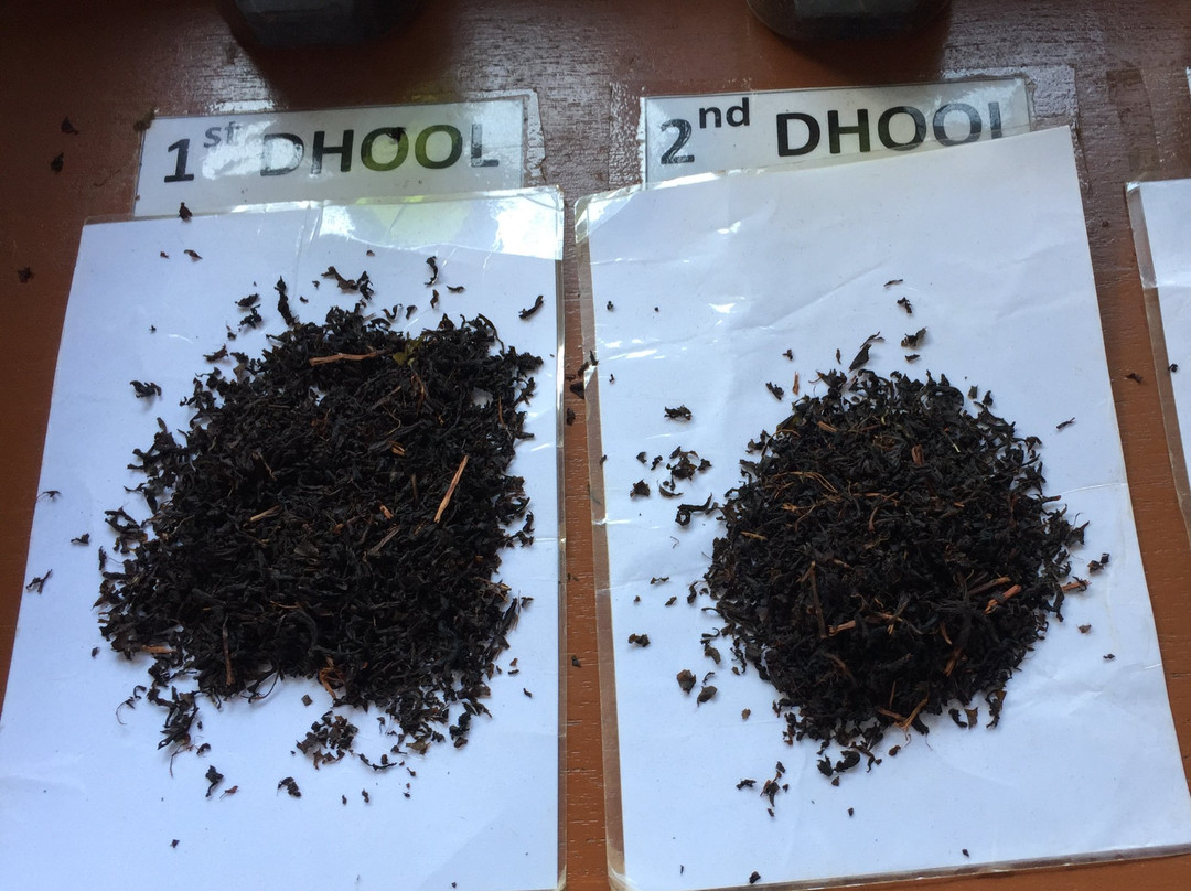 Orange Field Tea Factory景点图片