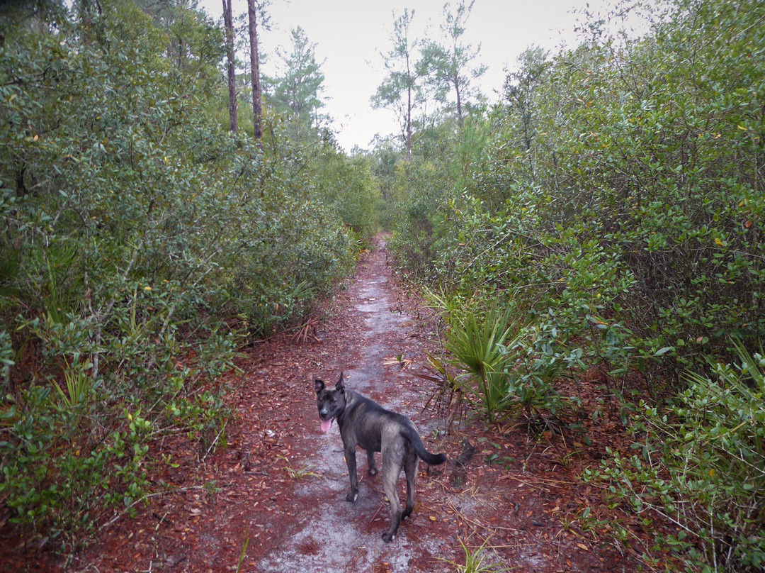 Pine Forest Park-Eustis必去景点