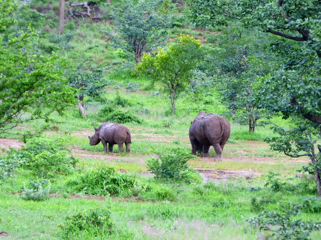 Savannah Southern Safaris-李文斯顿必去景点