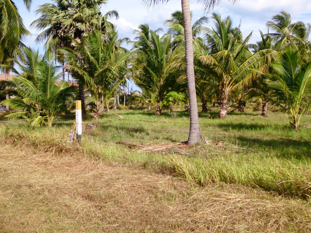 Coconut Cultural Park-卡尔库达必去景点