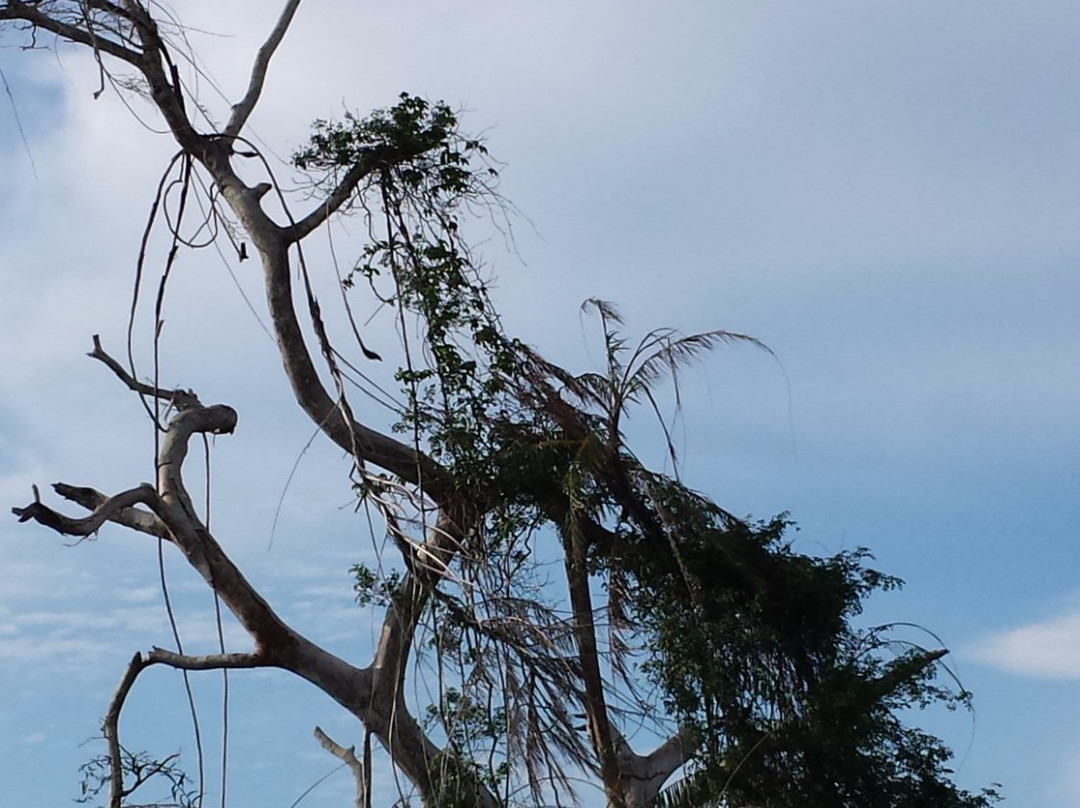 Monkey Tops Safari-Beaufort必去景点