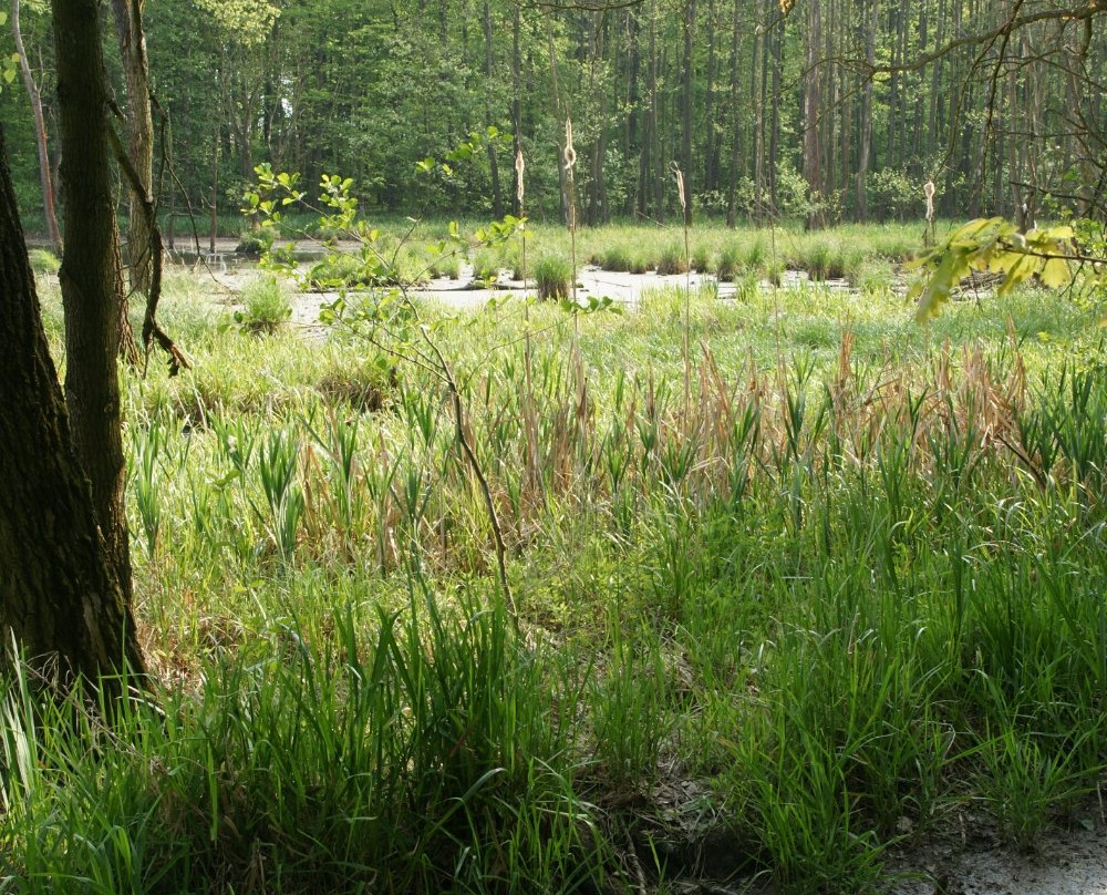 Hvozdnice Trail景点图片