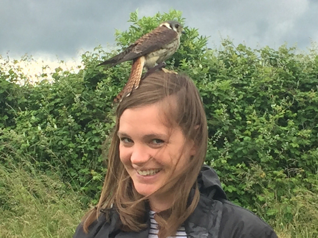 Ben Long Falconry Courses and Experience Days-Quedgeley必去景点