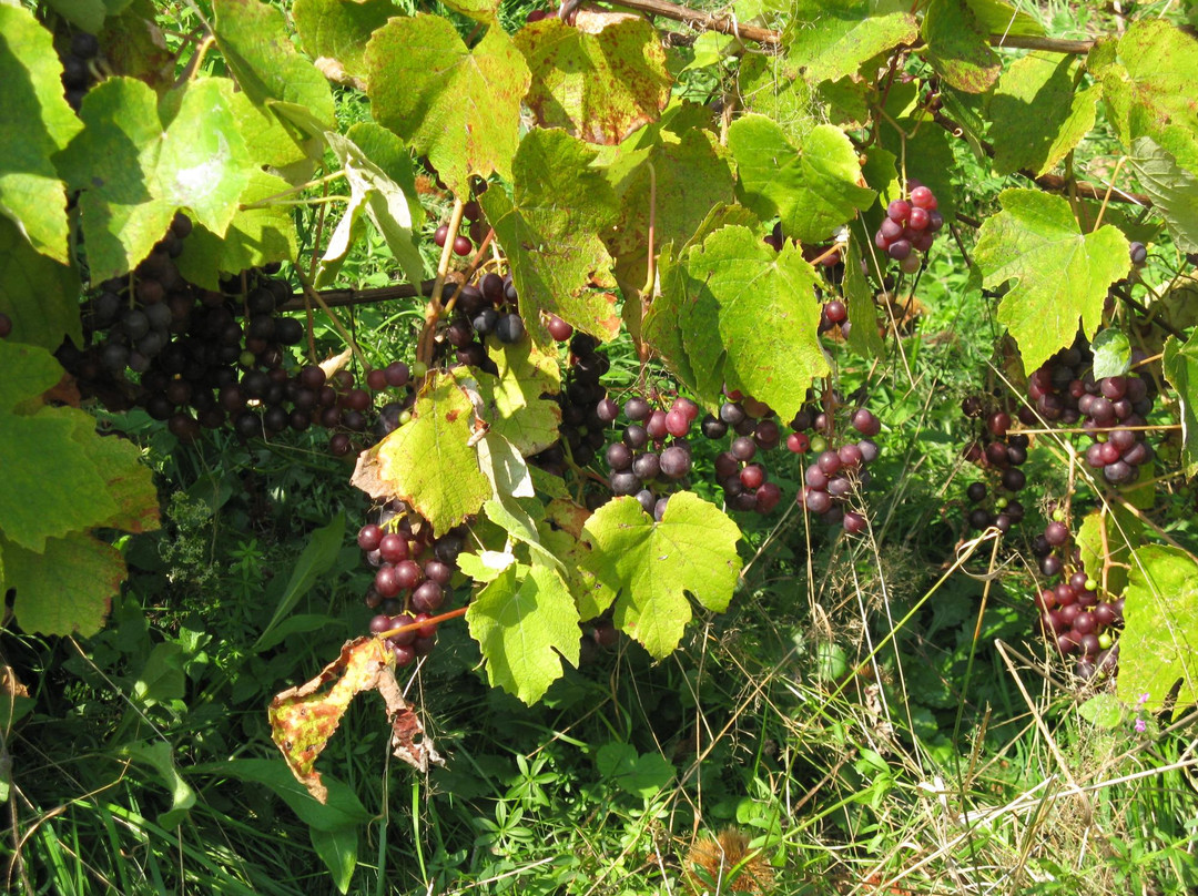 Edelkastanienwald und Waldlehrpfad-阿特湖畔翁特拉赫必去景点