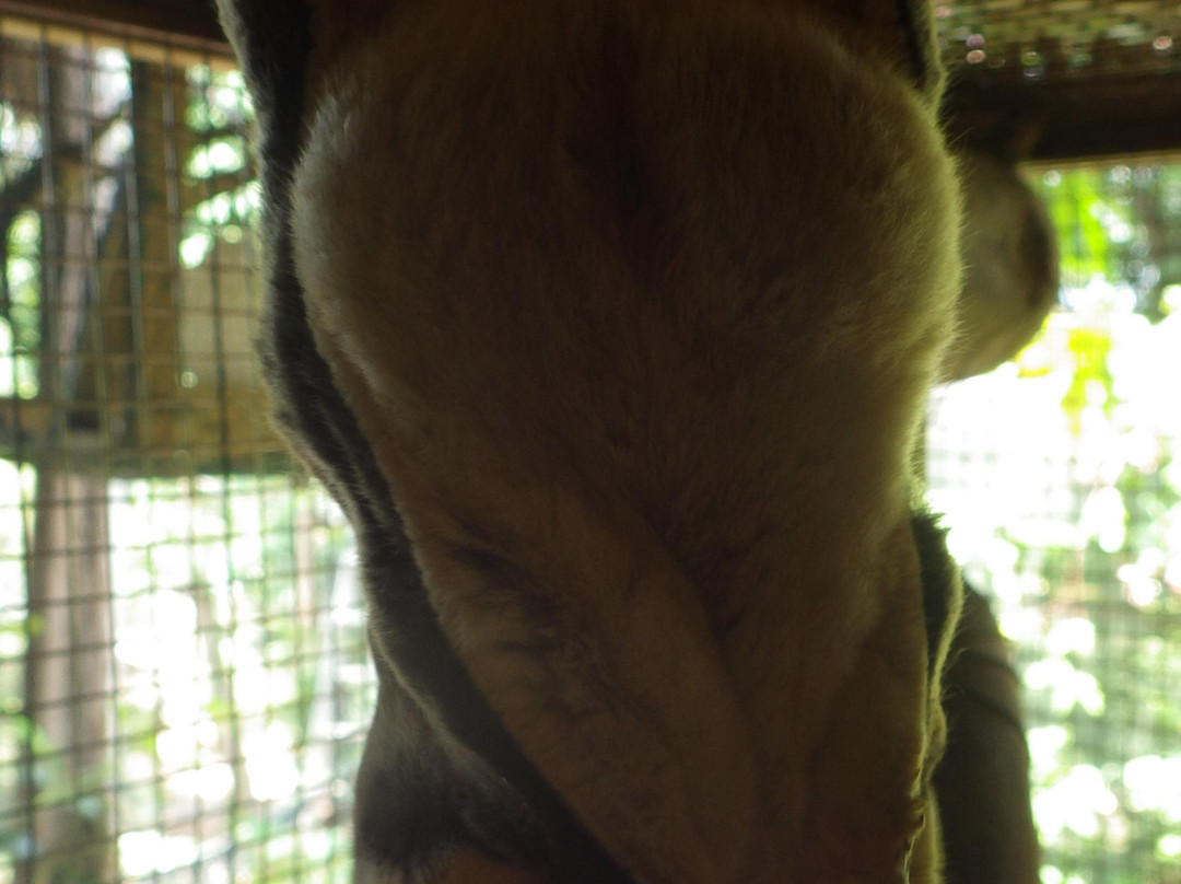 Jungle zoo-高龙必去景点