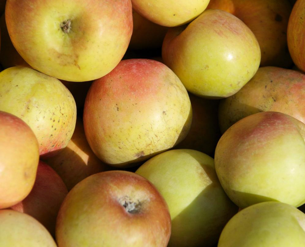 Downtown Campbell Farmers' Market-坎贝尔必去景点