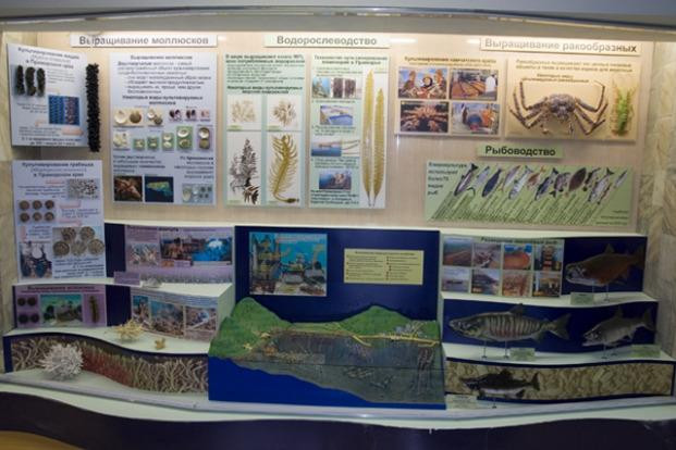 Museum of The Institute of The Sea Biology景点图片
