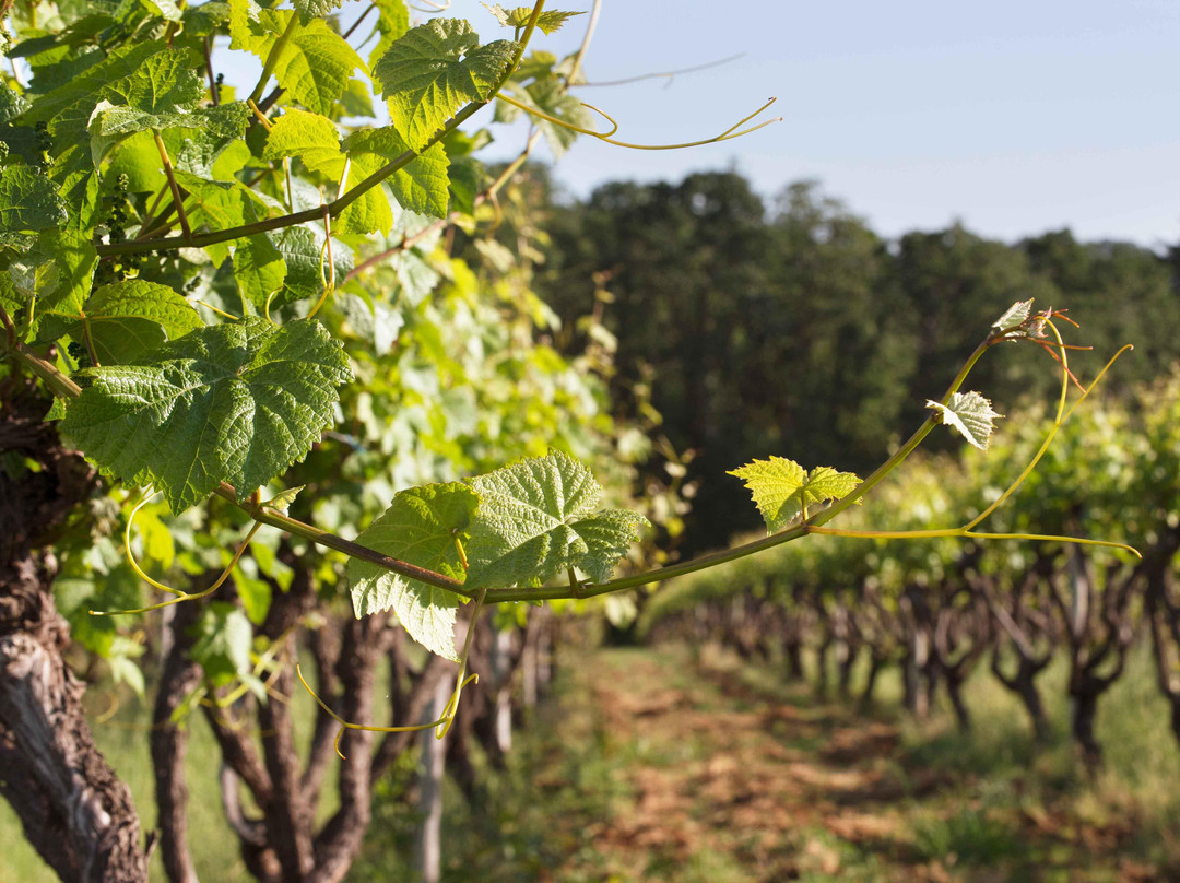 Hyland Estates Winery-Dundee必去景点