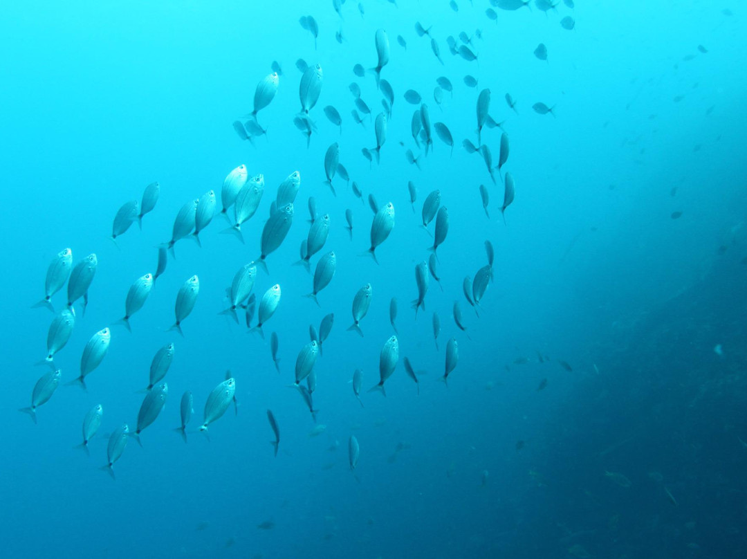 Dive-Tribe-明德卢必去景点