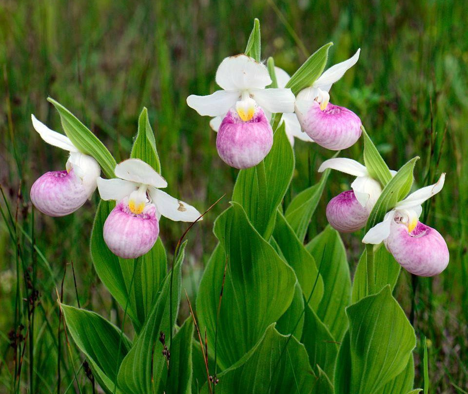 Elma旅游攻略图片