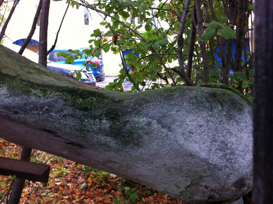 The Lower Jaw of a Blue Whale景点图片