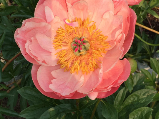 Jewell Gardens-史凯威必去景点