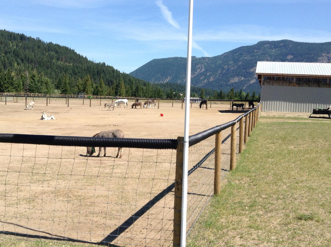 Turtle Valley Donkey Refuge-Chase必去景点