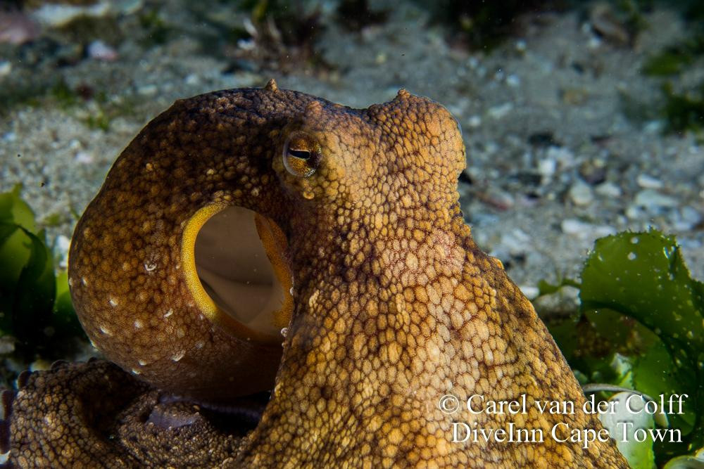 Dive Inn-Plumstead必去景点