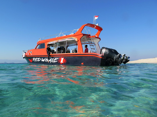 Red Whale Dive Center & Tours-Labuan Bajo必去景点