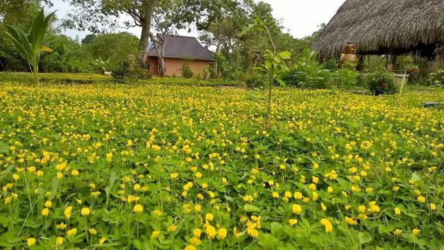 Forest Call Lodge-餐饮