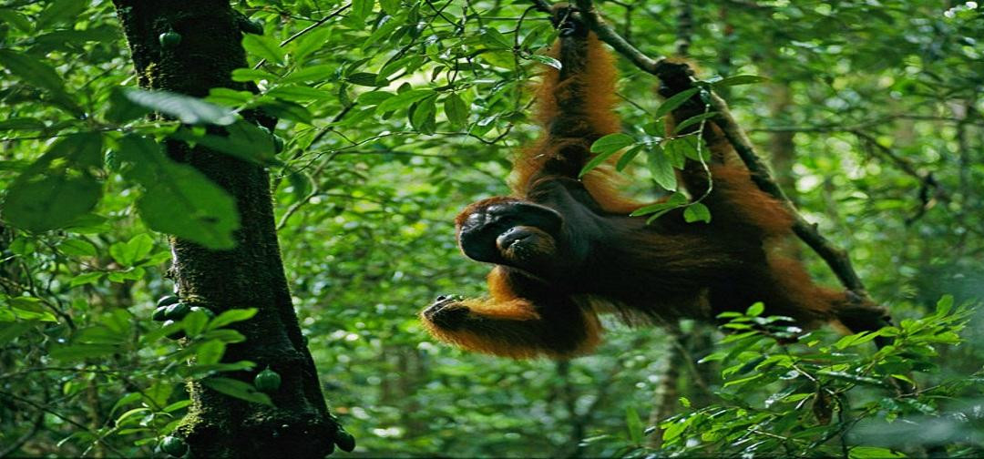 Enbali - Day Tours-登巴萨必去景点