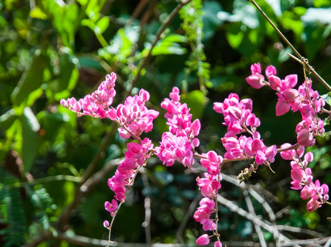 Francis Bay Trail-维尔京群岛国家公园必去景点