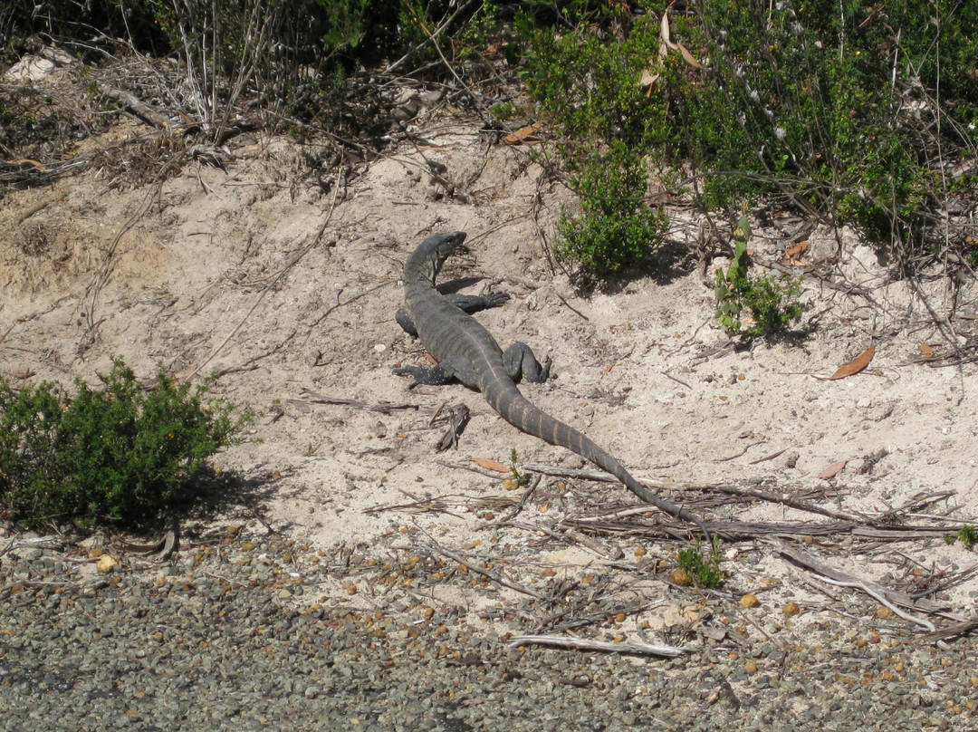 Australian Wildlife Walkabouts Eco Tours景点图片