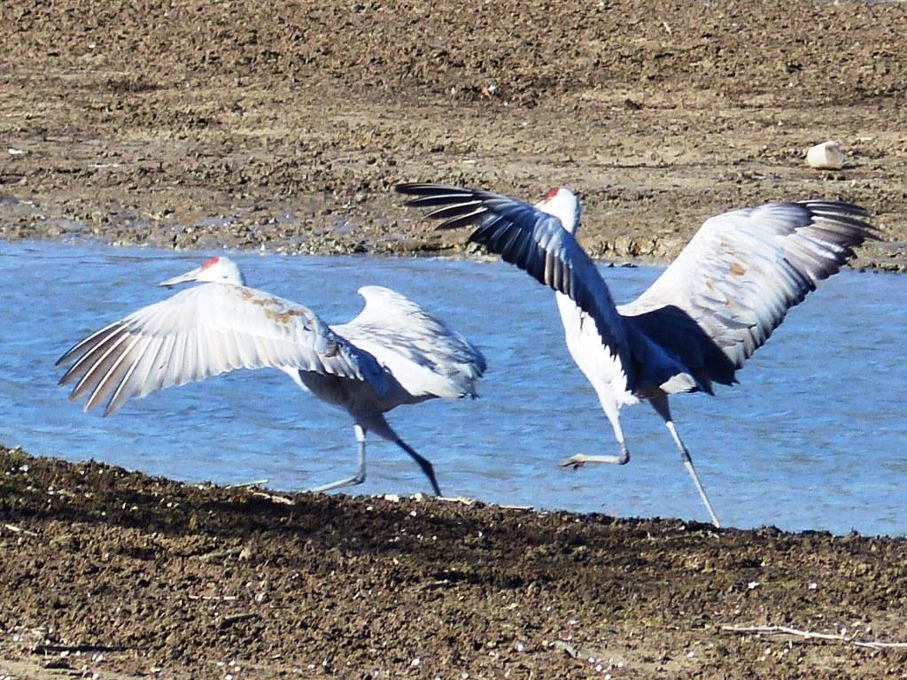 Hiwassee Wildlife Refuge-Birchwood必去景点