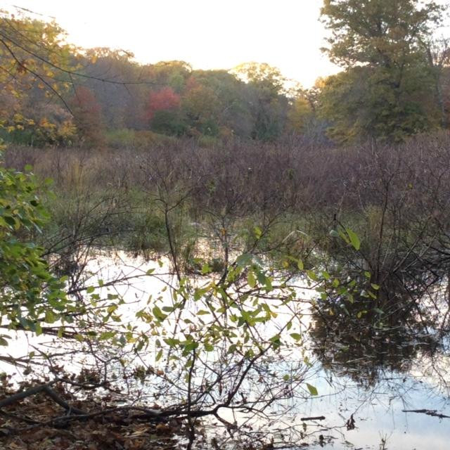 Hammond Pond Reservation景点图片
