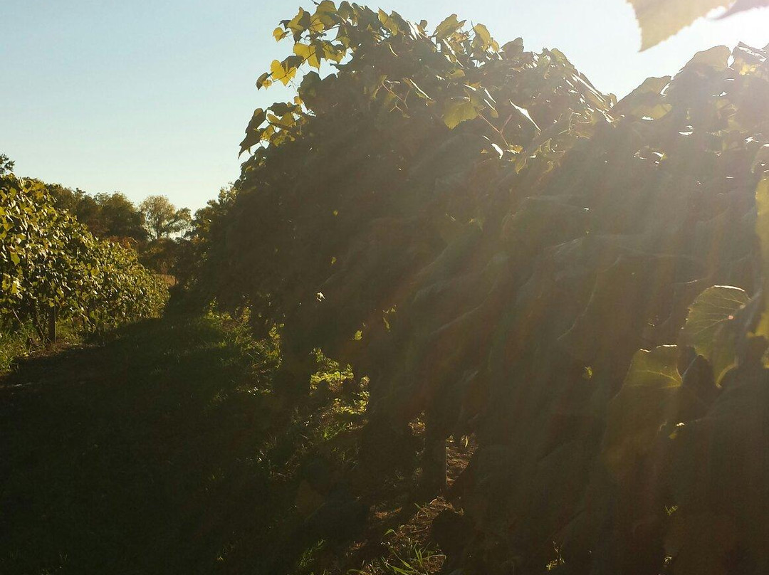 Four Sisters Winery at Matarazzo Farms景点图片