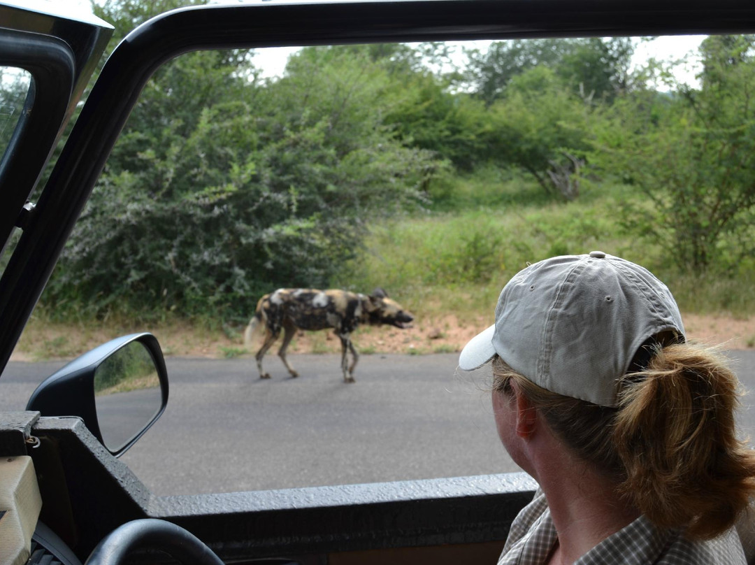 Discover Kruger Safaris景点图片