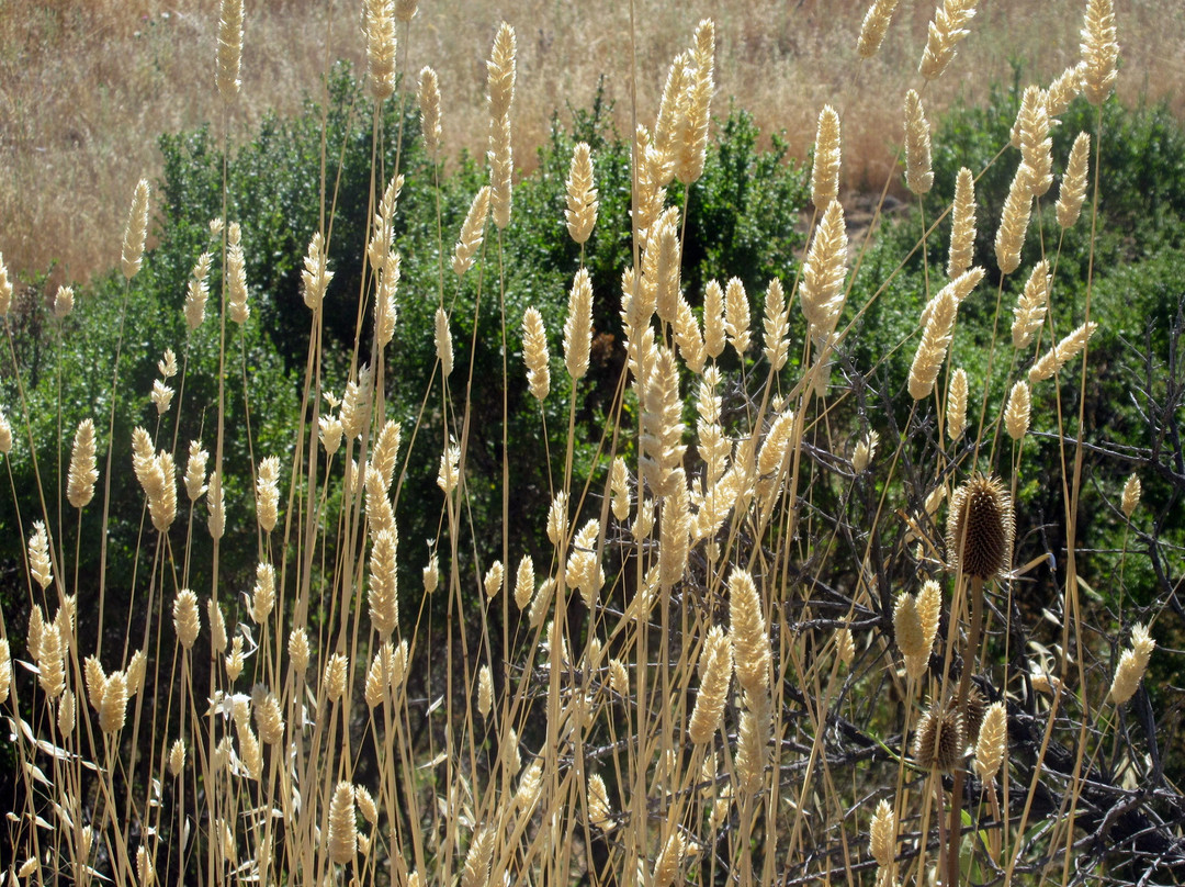 Monte Bello Open Space Preserve-帕罗奥多必去景点