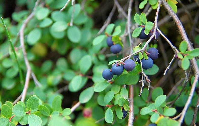 Hallormsstadur Forestry Reserve-埃伊尔斯塔济必去景点