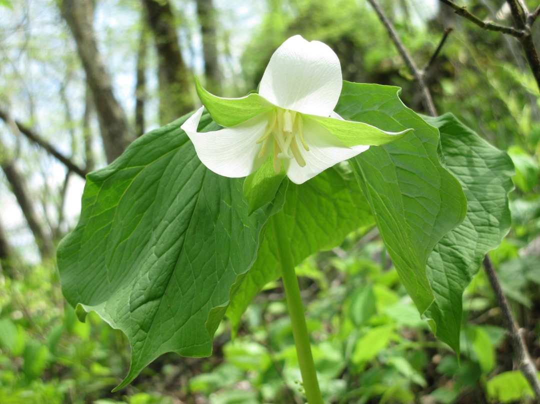 Bixby State Preserve-Edgewood必去景点