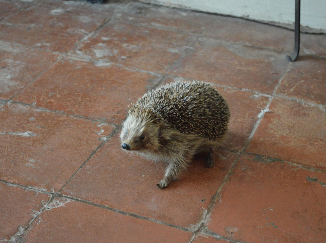 狄更斯故居博物馆-伦敦必去景点