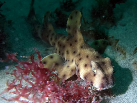 Dive California-圣地亚哥必去景点