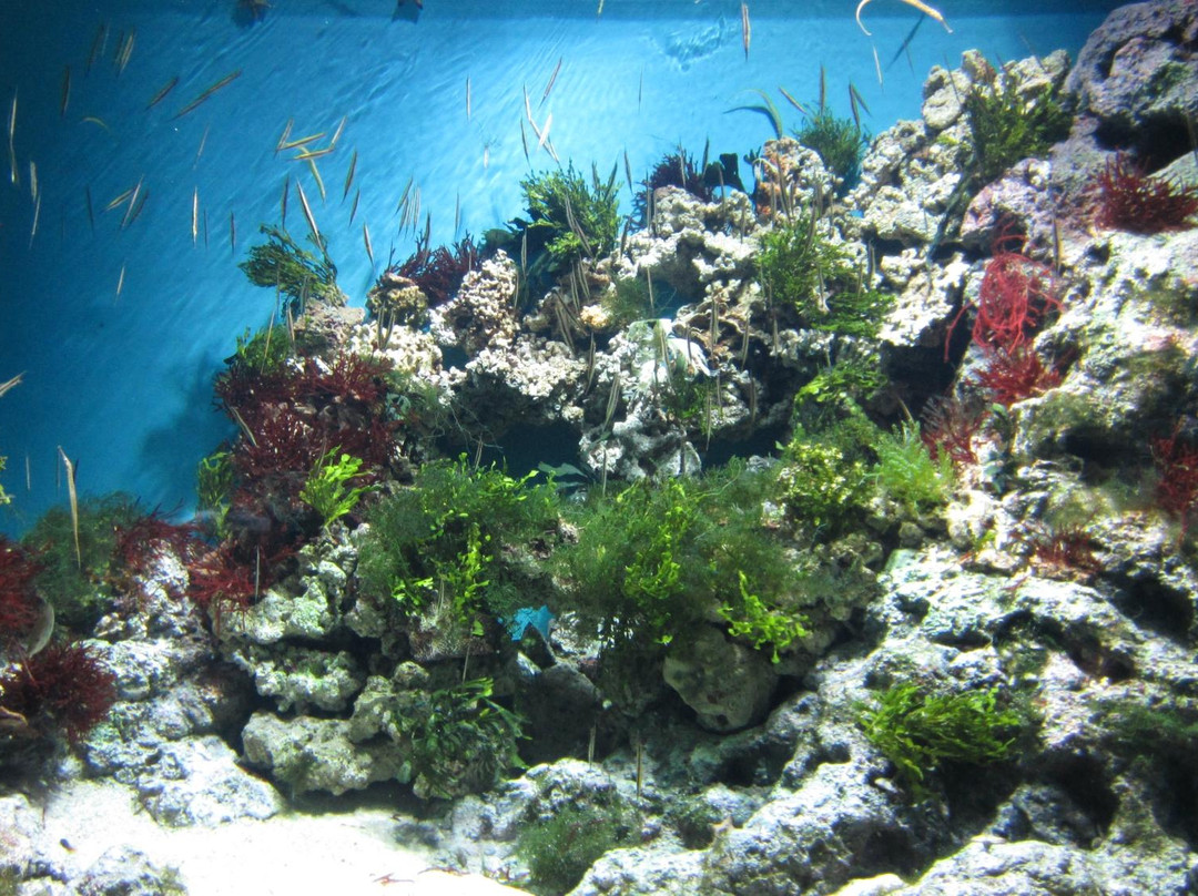 海洋生物园-圣淘沙岛必去景点