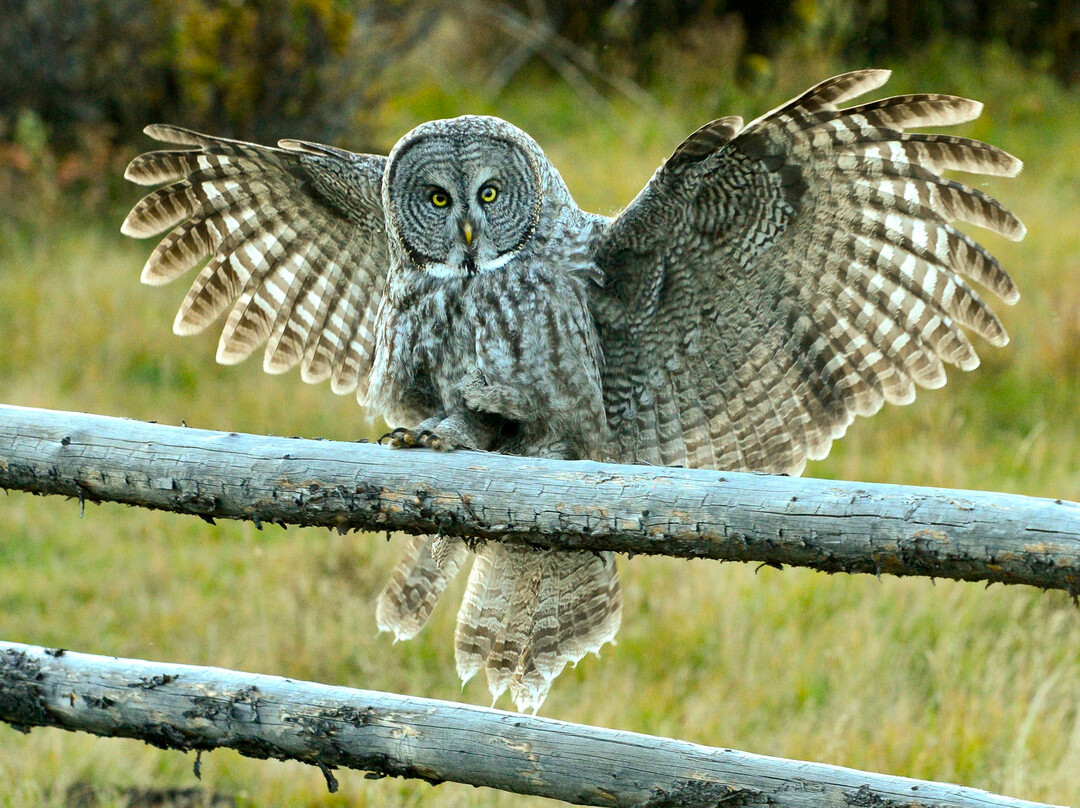 Teton Raptor Center-威尔逊必去景点