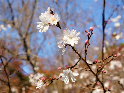 须磨离宫公园-神户市必去景点