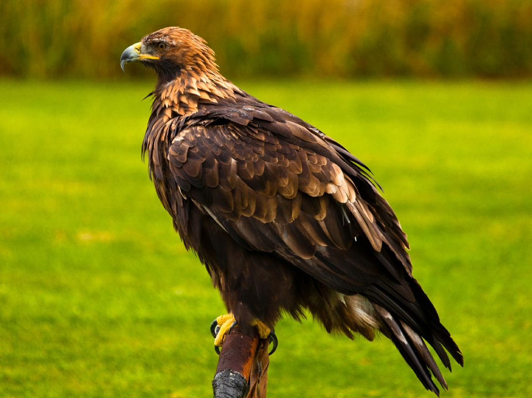 Elite Falconry景点图片