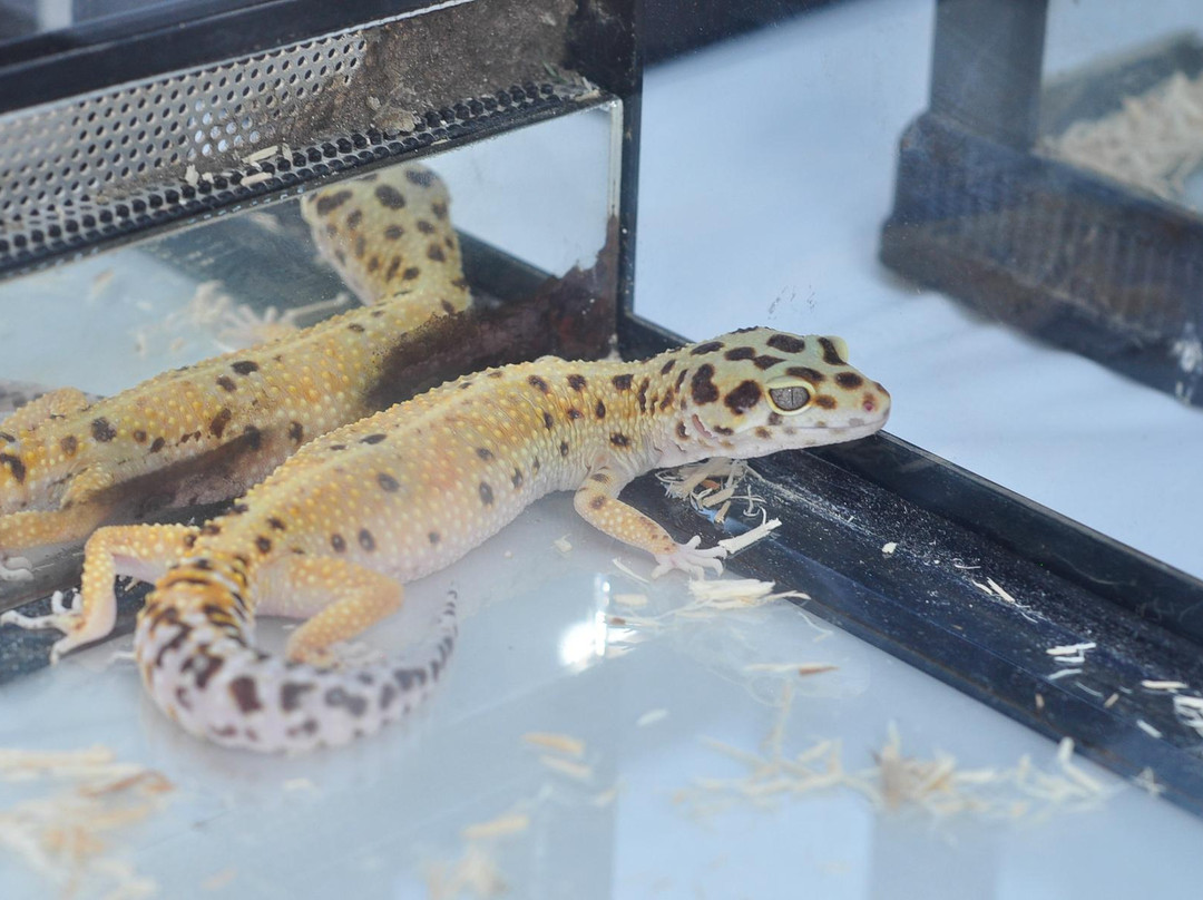 Katzrin Reptile Center-Katzrin必去景点