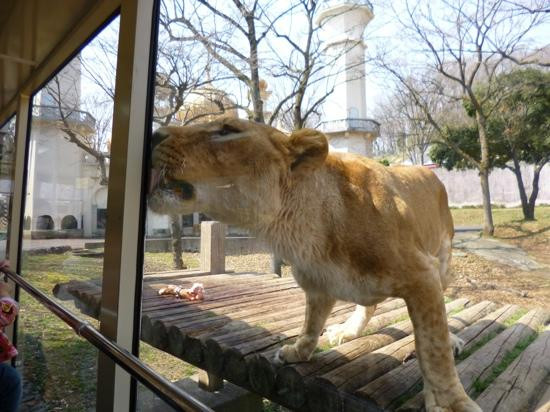 Tama Zoological Park-日野市必去景点