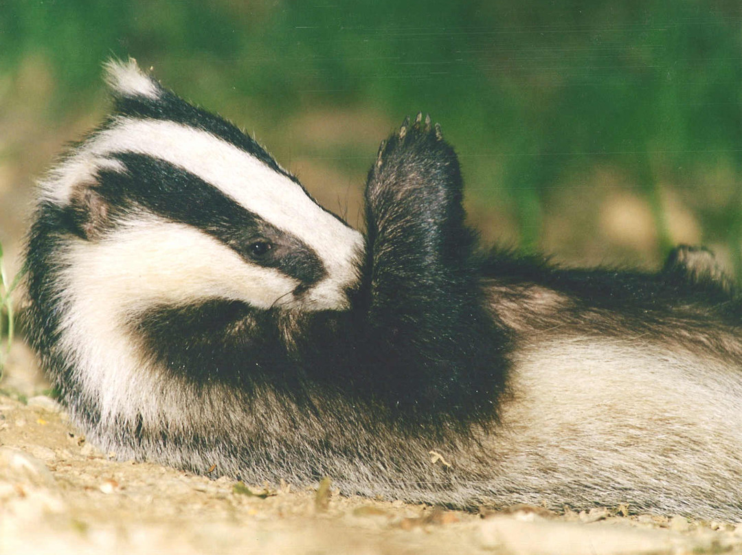 Devon Badger Watch-蒂弗顿必去景点
