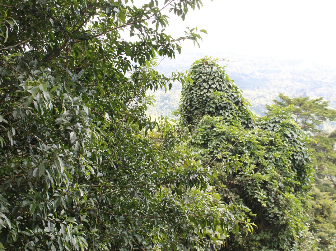 天蓬走道-亚庇必去景点