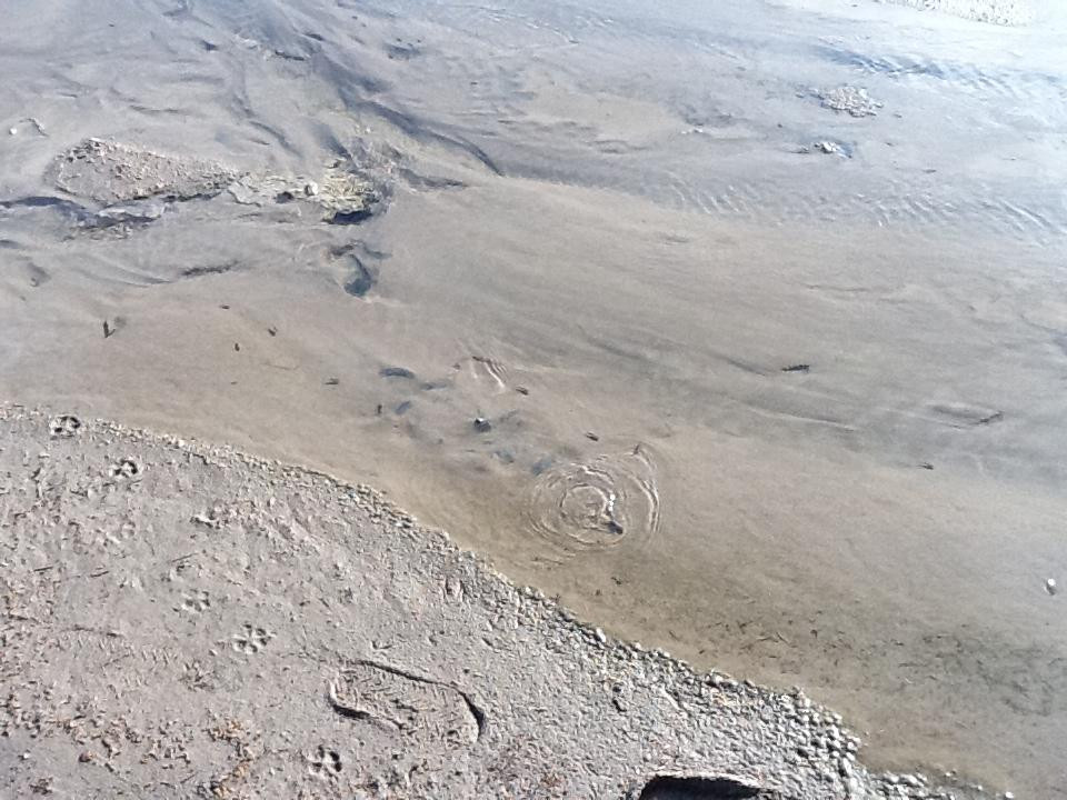 Salt Creek Interpretive Trail-死亡谷国家公园必去景点